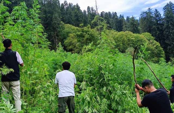 Narcotics department destroyed hemp cultivation