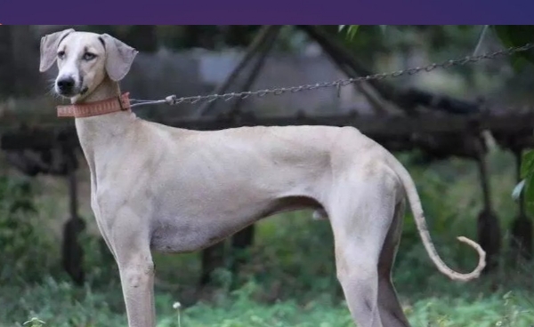 ਪ੍ਰਤੀਨਿਧੀ ਚਿੱਤਰ ਪ੍ਰਤੀਨਿਧੀ ਚਿੱਤਰ