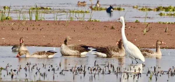 ਗੋਗਾਬੀਲ ਝੀਲ ਬਿਹਾਰ ਦੇ ਕਟਿਹਾਰ ਜ਼ਿਲ੍ਹੇ ਵਿੱਚ ਸਥਿਤ ਹੈ ਗੋਗਾਬੀਲ ਝੀਲ ਬਿਹਾਰ ਦੇ ਕਟਿਹਾਰ ਜ਼ਿਲ੍ਹੇ ਵਿੱਚ ਸਥਿਤ ਹੈ