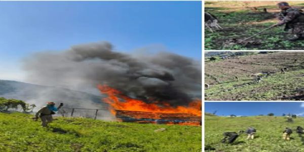 ਮਣੀਪੁਰ ’ਚ ਸੁਰੱਖਿਆ ਬਲਾਂ ਵੱਲੋਂ 56 ਏਕੜ ਗੈਰ-ਕਾਨੂੰਨੀ ਅਫੀਮ ਦੀ ਫਸਲ ਨਸ਼ਟ