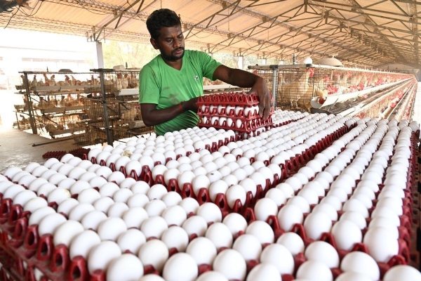 ਅੰਡਾ ਅੰਡਾ