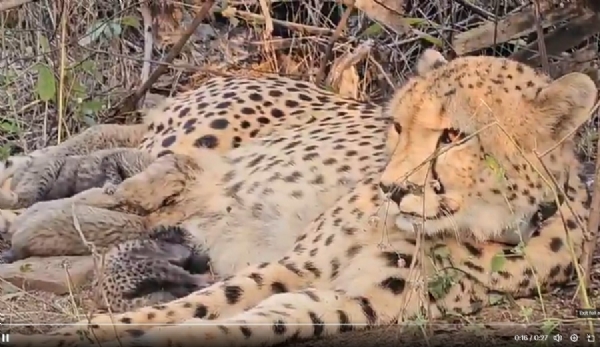 ਮੁੱਖ ਮੰਤਰੀ ਵੱਲੋਂ ਪੋਸਟ ਕੀਤੀ ਗਈ ਵੀਡੀਓ ਤੋਂ ਲਈ ਗਈ ਤਸਵੀਰ।