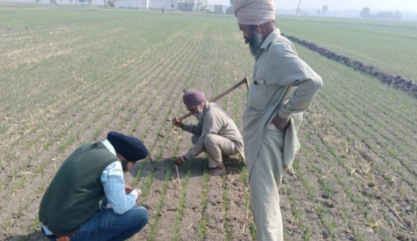 ਖੇਤੀਬਾੜੀ ਤੇ ਕਿਸਾਨ ਭਲਾਈ ਵਿਭਾਗ ਦੀ ਟੀਮ ਬੀਜੀ ਕਣਕ ਦਾ ਸਰਵੇਖਣ ਕਰਨ ਦੌਰਾਨ।