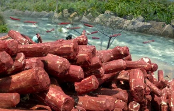 ਲਾਲ ਚੰਦਨ ਦੀ ਪ੍ਰਤੀਕਾਤਮਕ ਫੋਟੋ