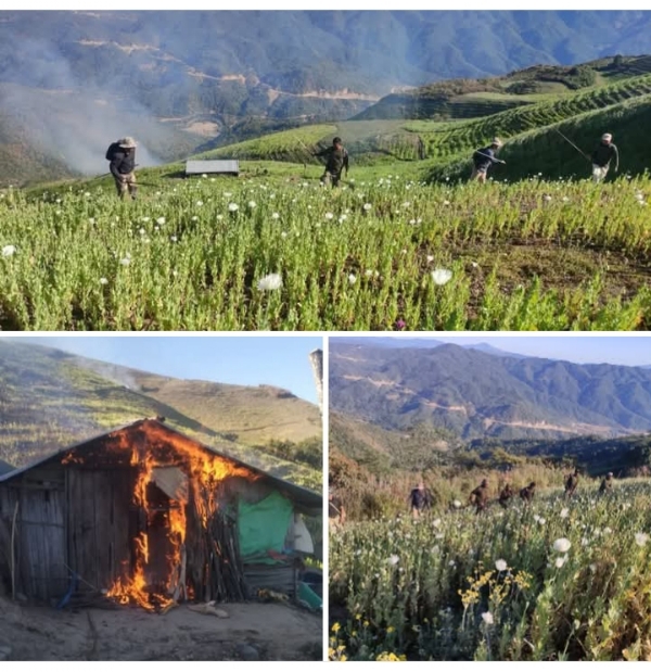 ਮਨੀਪੁਰ ਵਿੱਚ ਸੁਰੱਖਿਆ ਬਲਾਂ ਵੱਲੋਂ 119 ਏਕੜ ਅਫੀਮ ਦੀ ਖੇਤੀ ਨੂੰ ਤਬਾਹ ਕੀਤੇ ਜਾਣ ਦੀ ਤਸਵੀਰ।