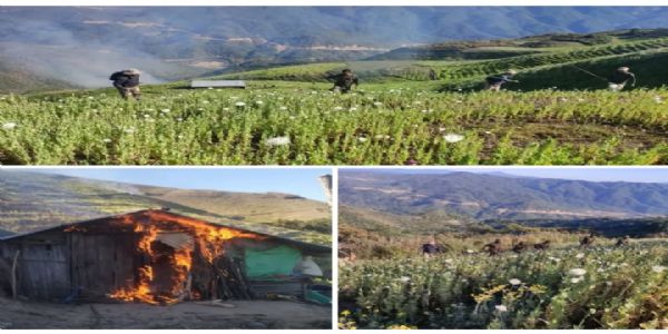 ਮਨੀਪੁਰ ਵਿੱਚ ਸੁਰੱਖਿਆ ਬਲਾਂ ਨੇ 119 ਏਕੜ ਅਫੀਮ ਦੀ ਖੇਤੀ ਤਬਾਹ ਕੀਤੀ