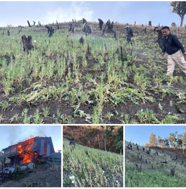 ਕਾਂਗਪੋਕਪੀ ਵਿੱਚ 35 ਏਕੜ ਦੀ ਗੈਰ-ਕਾਨੂੰਨੀ ਅਫੀਮ ਦੀ ਖੇਤੀ ਨੂੰ ਤਬਾਹ ਕਰਨ ਦੀਆਂ ਫੋਟੋਆਂ।