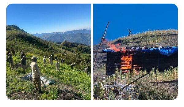 ਚੁਰਾਚਾਂਦਪੁਰ, ਮਨੀਪੁਰ ਵਿੱਚ 40 ਏਕੜ ਗੈਰ-ਕਾਨੂੰਨੀ ਅਫੀਮ ਦੀ ਖੇਤੀ ਨੂੰ ਤਬਾਹ ਕਰਨ ਦੀ ਤਸਵੀਰ।