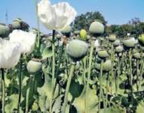 ਪ੍ਰਤੀਕਾਤਮਕ।