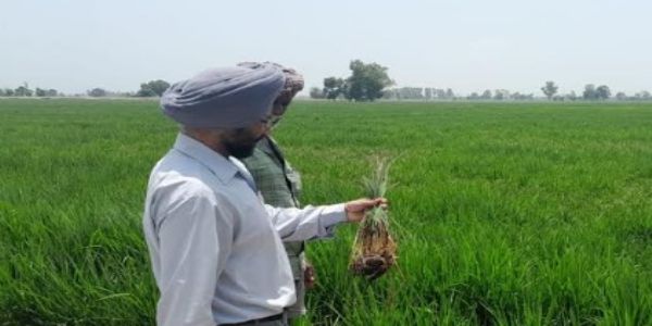 ਪਟਿਆਲਾ: ਝੋਨੇ ’ਚ ਮੱਧਰੇਪਣ ਦੀ ਸਮੱਸਿਆ ਨੂੰ ਨਜਿੱਠਣ ਲਈ ਵਿਭਾਗ ਵਲੋਂ ਟੀਮਾਂ ਦਾ ਗਠਨ: ਮੁੱਖ ਖੇਤੀਬਾੜੀ ਅਫ਼ਸਰ