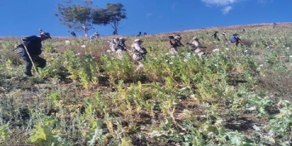 ਮਨੀਪੁਰ ਦੇ ਚੰਦੇਲ ਵਿੱਚ 65 ਏਕੜ ਗੈਰ-ਕਾਨੂੰਨੀ ਅਫੀਮ ਦੀ ਖੇਤੀ ਤਬਾਹ ਕੀਤੀ