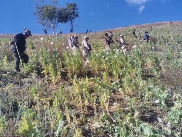 ਮਨੀਪੁਰ ਦੇ ਚੰਦੇਲ ਵਿੱਚ ਸੁਰੱਖਿਆ ਬਲਾਂ ਨੇ 65 ਏਕੜ ਦੀ ਗੈਰ-ਕਾਨੂੰਨੀ ਅਫੀਮ ਦੀ ਖੇਤੀ ਨੂੰ ਤਬਾਹ ਕੀਤਾ।