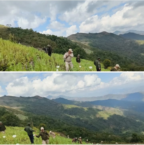 ਮਨੀਪੁਰ ਦੇ ਕਸੌਮ ਖੁੱਲੇਨ ਇਲਾਕੇ ਵਿੱਚ 14 ਏਕੜ ਗੈਰ-ਕਾਨੂੰਨੀ ਅਫੀਮ ਦੀ ਖੇਤੀ ਨੂੰ ਤਬਾਹ ਕਰਨ ਦੀ ਫੋਟੋ।