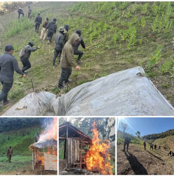 ਮਨੀਪੁਰ ਵਿੱਚ 306 ਏਕੜ ਅਫੀਮ ਨੂੰ ਨਸ਼ਟ ਕੀਤੇ ਜਾਣ ਦੀਆਂ ਤਸਵੀਰਾਂ।