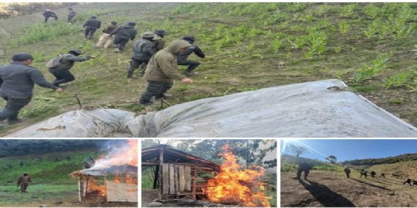 ਮਨੀਪੁਰ ਵਿੱਚ 306 ਏਕੜ ਗੈਰ-ਕਾਨੂੰਨੀ ਅਫੀਮ ਦੀ ਖੇਤੀ ਨਸ਼ਟ ਕੀਤੀ ਗਈ