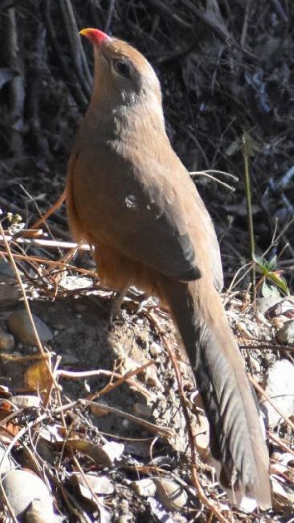 ਦੁਰਲੱਭ ਪੰਛੀ, ਸਿਰਕੀਰ ਮਾਲਕੋਹਾ ਦੁਰਲੱਭ ਪੰਛੀ, ਸਿਰਕੀਰ ਮਾਲਕੋਹਾ