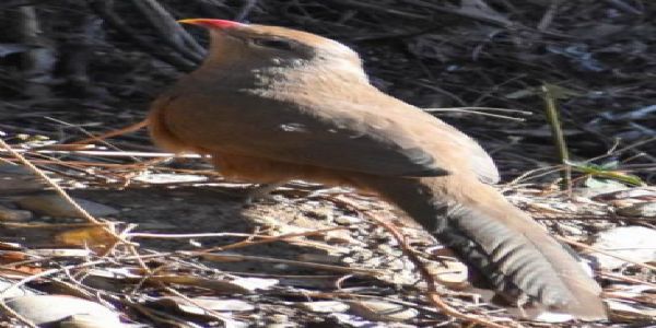 ਉੱਤਰਾਖੰਡ : ਉੱਤਰਕਾਸ਼ੀ ਜ਼ਿਲ੍ਹੇ ਵਿੱਚ ਪਹਿਲੀ ਵਾਰ ਕੈਮਰੇ ’ਚ ਕੈਦ ਹੋਇਆ ਦੁਰਲੱਭ ਪੰਛੀ ਸਿਰਕੀਰ ਮਾਲਕੋਹਾ