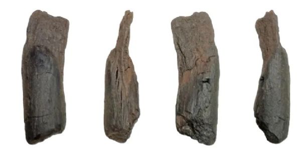 ਯੂਨਾਨ ਵਿੱਚ 430,000 ਸਾਲ ਪੁਰਾਣੇ ਲੱਕੜ ਦੇ ਔਜ਼ਾਰ ਮਿਲੇ