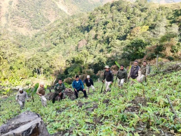 ਮਨੀਪੁਰ ਦੇ ਮਾਚੀ ਪਹਾੜੀ ਖੇਤਰ ਵਿੱਚ 5 ਏਕੜ ਅਫੀਮ ਦੀ ਖੇਤੀ ਨੂੰ ਤਬਾਹ ਕਰਨ ਦੀ ਤਸਵੀਰ।