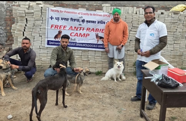 ਹਲਕਾਅ ਤੋਂ ਬਚਾਅ ਲਈ ਕੁੱਤਿਆਂ ਨੂੰ ਮੁਫਤ ਟੀਕਾਕਰਨ ਕੀਤੇ ਜਾਣ ਦਾ ਦ੍ਰਿਸ਼.