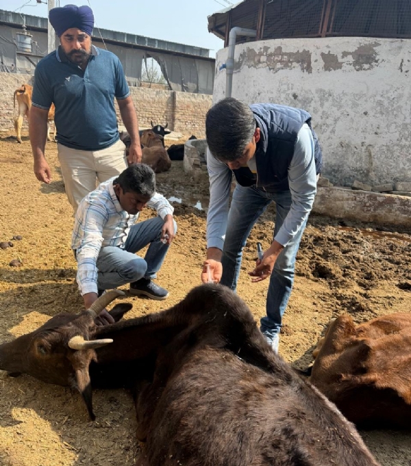 ਪਸ਼ੂਆਂ ਦੀ ਜਾਂਚ ਕਰਦੇ ਵਿਭਾਗ ਦੇ ਕਰਮਚਾਰੀ