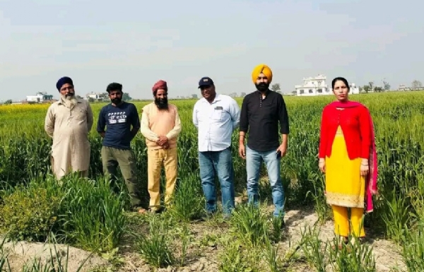 ਕਣਕ ਦੇ ਖੇਤਾਂ ਦਾ ਨਿਰੀਖਣ ਕਰਦੇ ਡਾ. ਯਾਦਵਿੰਦਰ ਸਿੰਘ ਅਤੇ ਹੋਰ ਕਣਕ ਦੇ ਖੇਤਾਂ ਦਾ ਨਿਰੀਖਣ ਕਰਦੇ ਡਾ. ਯਾਦਵਿੰਦਰ ਸਿੰਘ ਅਤੇ ਹੋਰ