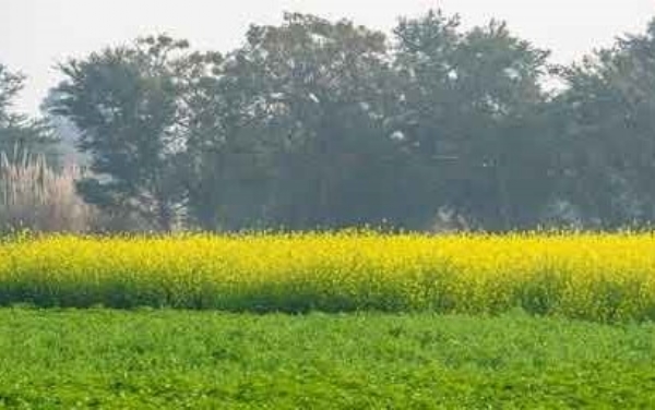 ਸੰਕੇਤਕ ਸੰਕੇਤਕ