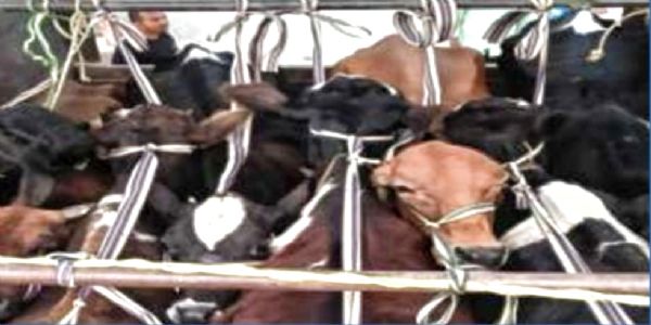 ਗੈਰ-ਕਾਨੂੰਨੀ ਪਸ਼ੂਆਂ ਦੀ ਤਸਕਰੀ ਵਿਰੁੱਧ ਪੁਲਿਸ ਦੀ ਕਾਰਵਾਈ, 19 ਪਸ਼ੂ ਬਰਾਮਦ, 4 ਤਸਕਰ ਗ੍ਰਿਫ਼ਤਾਰ