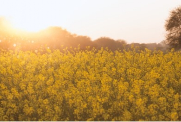 ਪ੍ਰਤੀਕਾਤਮਕ।