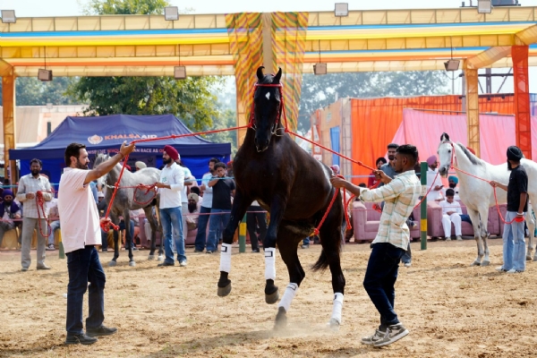 ਰੋਜ਼ਾ ਹੈਰੀਟੇਜ ਸ਼ੋਅ ’ਚ ਪਹੁੰਚਿਆ ਘੋੜਾ