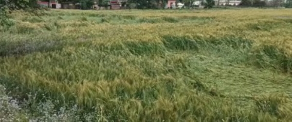 ਹਨ੍ਹੇਰੀ ਨਾਲ ਵਿਛੀ ਫਸਲ ਦੀ ਫੋਟੋ।