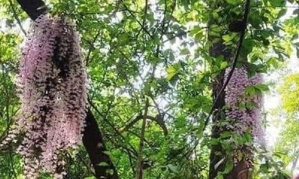 ਸਾਲੇਸ਼ ਫੁੱਲ, ਜੋ ਨੇਪਾਲੀ ਨਵੇਂ ਸਾਲ ਦੌਰਾਨ ਖਿੜਦਾ ਹੈ।