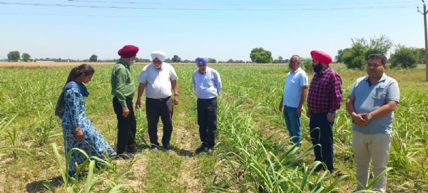 ਗੰਨੇ ਦੀ ਫਸਲ ਦੀ ਜਾਂਚ ਕਰਦੇ ਹੋਏ ਅਫ਼ਸਰ।