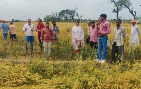 ਫਸਲ ਦੇ ਨੁਕਸਾਨ ਦਾ ਨਿਰੀਖਣ ਕਰਦੇ ਹੋਏ ਮੁੱਖ ਖੇਤੀਬਾੜੀ ਅਫਸਰ ਫਾਜ਼ਿਲਕਾ ਹਰਪ੍ਰੀਤਪਾਲ ਕੌਰ।