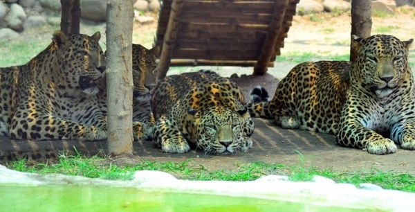 ਤਿੱਖੀ ਧੁੱਪ ਕਾਰਨ ਛੱਤਬੀੜ ਚਿੜੀਆਘਰ ਵਿੱਚ ਜਾਨਵਰ ਛਾਂ ’ਚ ਬੈਠੇ ਹੋਏ।