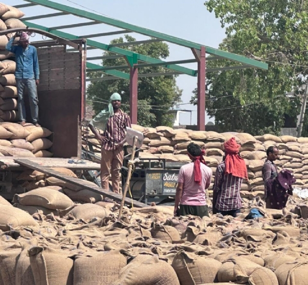 ਫਸਲ ਦੀ ਚੁਕਾਈ ਵੀ ਜਾਰੀ ਹੈ।