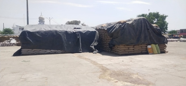 ਮੀਂਹ ਅਤੇ ਹਨੇਰੀ ਨੂੰ ਧਿਆਨ ਵਿੱਚ ਰੱਖਦੇ ਹੋਏ ਜ਼ਿਲ੍ਹਾ ਪਟਿਆਲਾ ਅਧੀਨ ਆਉਣ ਵਾਲੀਆਂ ਮੰਡੀਆਂ ਵਿੱਚ ਪਈ ਕਣਕ ਦੀ ਸੁਰੱਖਿਆ ਲਈ ਤਰਪਾਲਾਂ ਅਤੇ ਕਰੇਟਾਂ ਦੇ ਪੁਖਤਾ ਪ੍ਰਬੰਧ ਕੀਤੇ ਗਏ ਹਨ।