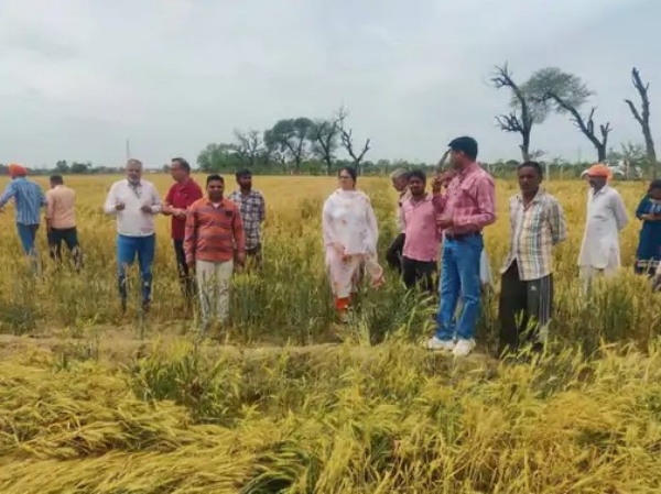 ਨੁਕਸਾਨੀ ਫਸਲ ਦੇਖਦੇ ਹੋਏ ਅਧਿਕਾਰੀ।
