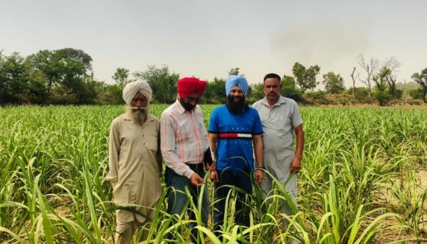 ਖੇਤਾਂ ਦਾ ਦੌਰਾ ਕਰਦੇ ਹੋਏ ਖੇਤੀਬਾੜੀ ਅਫਸਰ।