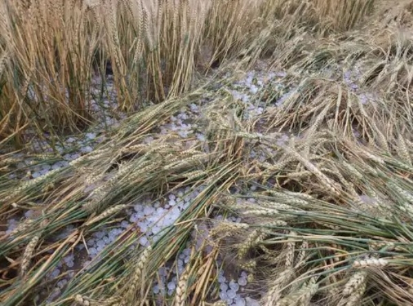 ਫਸਲ ’ਚ ਪਏ ਓਲੇ।