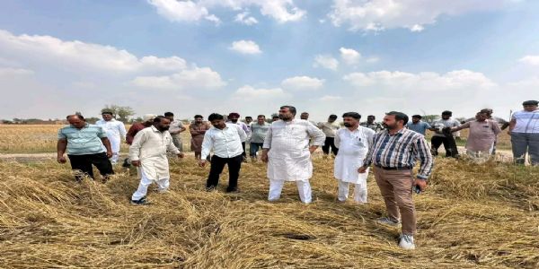 ਵਿਧਾਇਕ ਜਗਦੀਪ ਕੰਬੋਜ ਗੋਲਡੀ ਨੇ ਮੀਂਹ ਅਤੇ ਗੜੇਮਾਰੀ ਨਾਲ ਹੋਏ ਨੁਕਸਾਨ ਦਾ ਲਿਆ ਜਾਇਜ਼ਾ