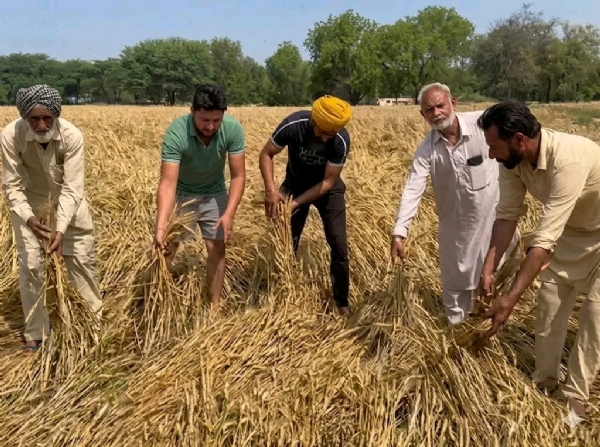 ਵਿਛੀ ਫਸਲ ਦਿਖਾਉਂਦੇ ਹੋਏ ਕਿਸਾਨ।