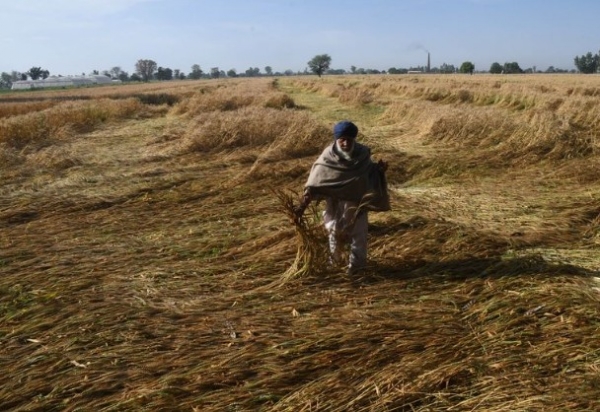 ਫਸਲ ਦਿਖਾਉਂਦਾ ਹੋਇਆ ਕਿਸਾਨ।