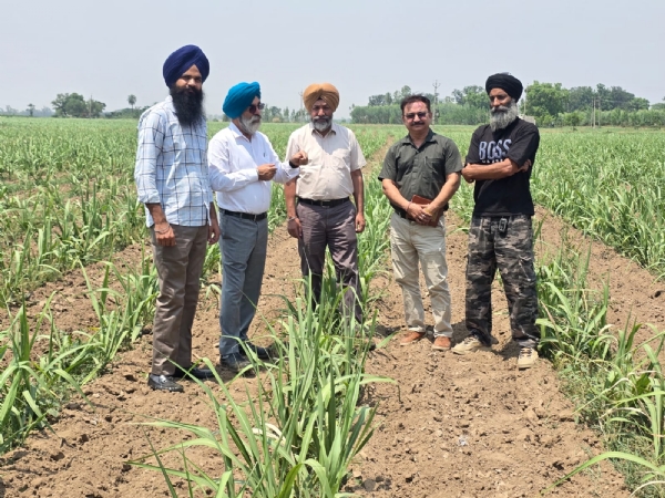 ਗੰਨਾ ਕਾਸ਼ਤਕਾਰਾਂ ਨਾਲ ਗੱਲਬਾਤ ਕਰਦੇ ਹੋਏ ਡਾ. ਅਮਰੀਕ ਸਿੰਘ। ਗੰਨਾ ਕਾਸ਼ਤਕਾਰਾਂ ਨਾਲ ਗੱਲਬਾਤ ਕਰਦੇ ਹੋਏ ਡਾ. ਅਮਰੀਕ ਸਿੰਘ।