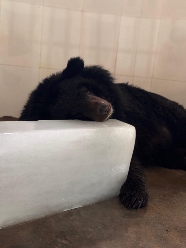 Bear lying on Ice