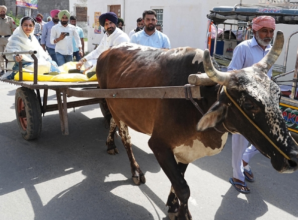 ਅਮਰਿੰਦਰ ਸਿੰਘ ਰਾਜਾ ਵੜਿੰਗ ਪਤਨੀ ਅਮ੍ਰਿਤਾ ਵੜਿੰਗ ਨਾਲ ਬੈਲਗੱਡੀ ’ਤੇ ਸਵਾਰ ਹੋਕੇ ਜਾਂਦੇ ਹੋਏ। ਅਮਰਿੰਦਰ ਸਿੰਘ ਰਾਜਾ ਵੜਿੰਗ ਪਤਨੀ ਅਮ੍ਰਿਤਾ ਵੜਿੰਗ ਨਾਲ ਬੈਲਗੱਡੀ ’ਤੇ ਸਵਾਰ ਹੋਕੇ ਜਾਂਦੇ ਹੋਏ।