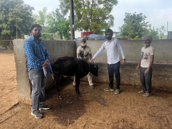 ਪਸ਼ੂ ਪਾਲਣ ਵਿਭਾਗ ਵੱਲੋਂ ਗਾਵਾਂ ਨੂੰ ਲੰਪੀ ਸਕਿਨ ਬੀਮਾਰੀ ਤੋਂ ਬਚਾਉਣ ਲਈ ਟੀਕਾਕਰਨ ਕਰਦੇ ਡਾਕਟਰ। ਪਸ਼ੂ ਪਾਲਣ ਵਿਭਾਗ ਵੱਲੋਂ ਗਾਵਾਂ ਨੂੰ ਲੰਪੀ ਸਕਿਨ ਬੀਮਾਰੀ ਤੋਂ ਬਚਾਉਣ ਲਈ ਟੀਕਾਕਰਨ ਕਰਦੇ ਡਾਕਟਰ।