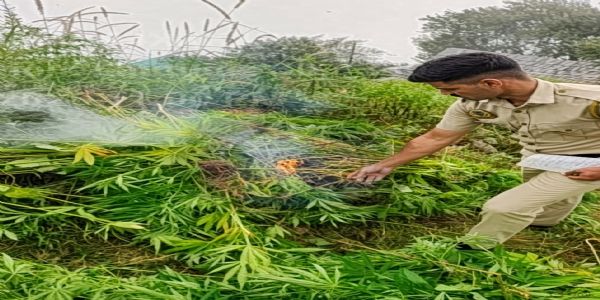ਸ਼ਿਮਲਾ ਦੇ ਕੁਪਵੀ ਵਿੱਚ ਗੈਰ-ਕਾਨੂੰਨੀ ਭੰਗ ਦੀ ਖੇਤੀ ਦਾ ਪਰਦਾਫਾਸ਼, 811 ਪੌਦੇ ਬਰਾਮਦ